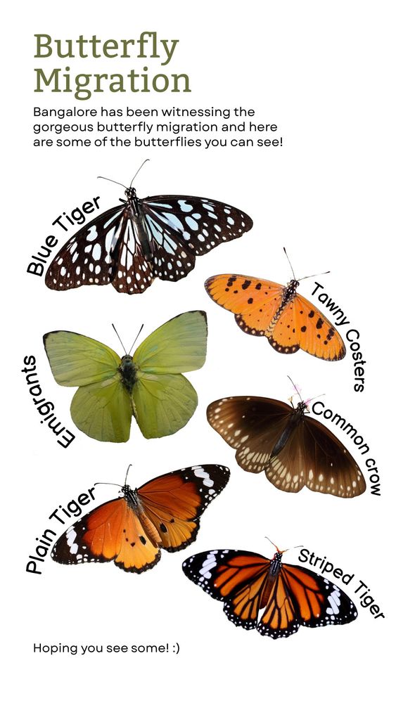 The image has 6 species of butterflies that one can see during the butterfly migration. 