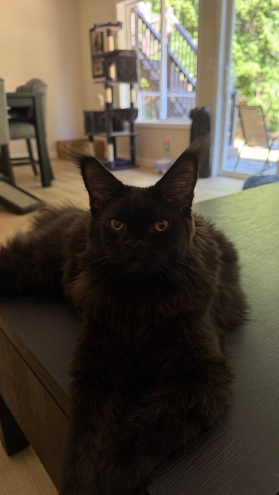 Black Maine Coon 