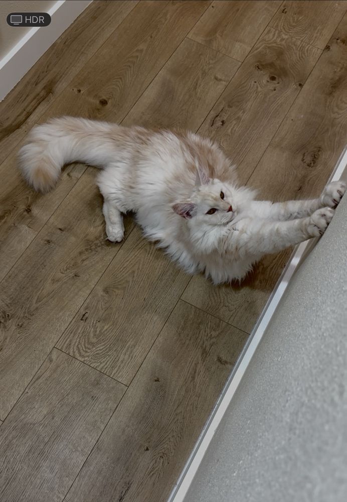Cat scratching the wall 