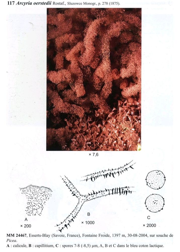 This loose, orange species leaves many narrow empty cups like trumpets or champagne flutes; from Poulain, Meyer, & Bozonnet
