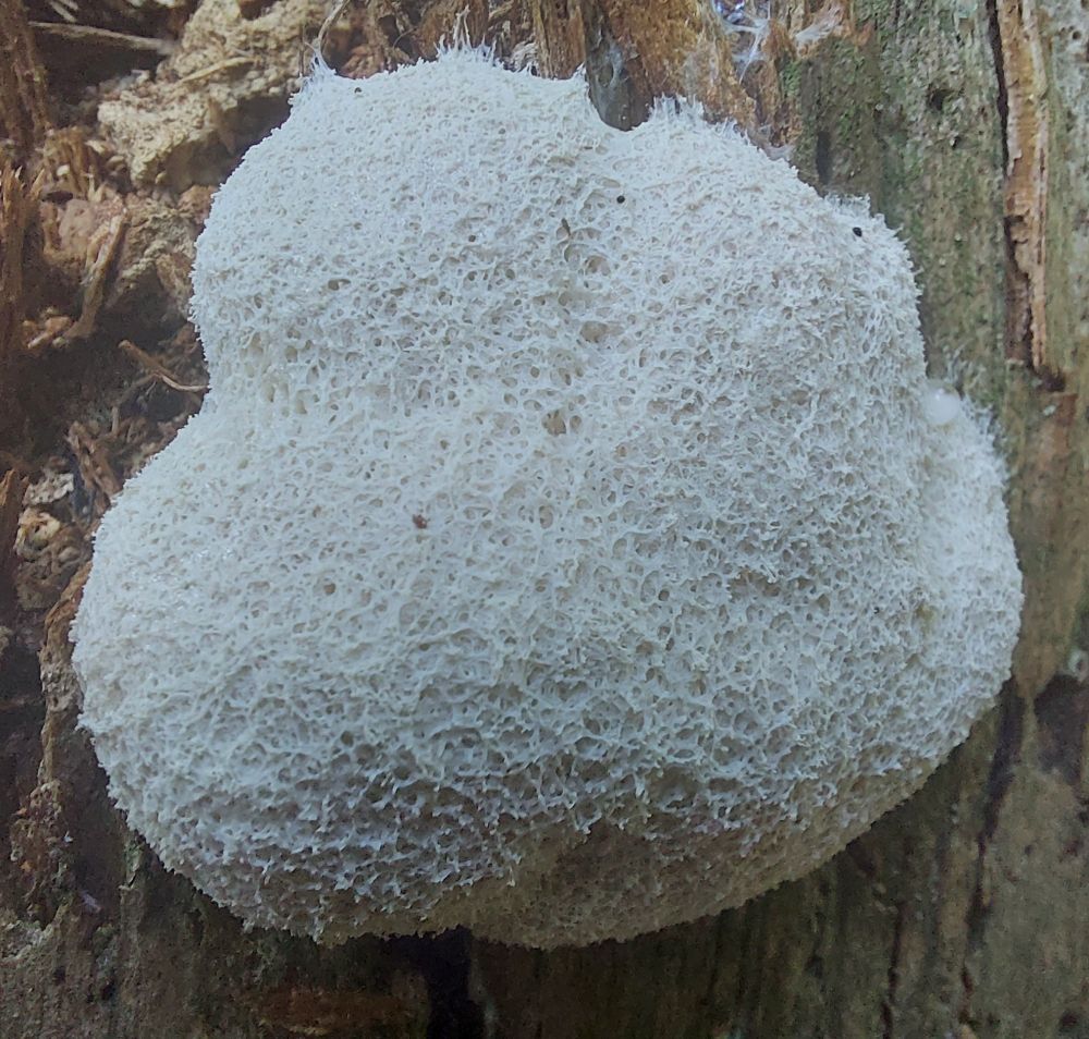 Fuligo septica, the dog vomit slime mold. The surface is made of many thin layers with holes in different places.