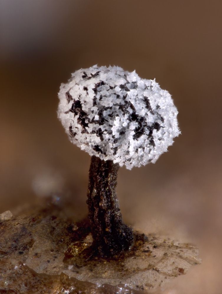 Crystalline lime on Didymium minus by Carlos de Mier