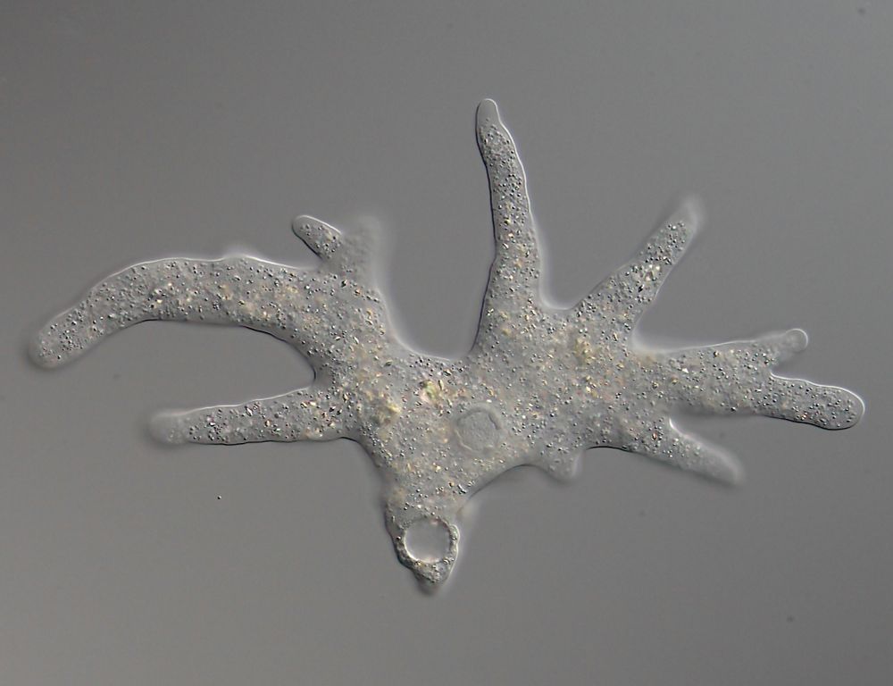 Amoeba proteus, a fairly large amoebozoan. Photo by SmallRex: https://commons.m.wikimedia.org/wiki/File:Amoeba_proteus_with_many_pseudopodia.jpg#mw-jump-to-license