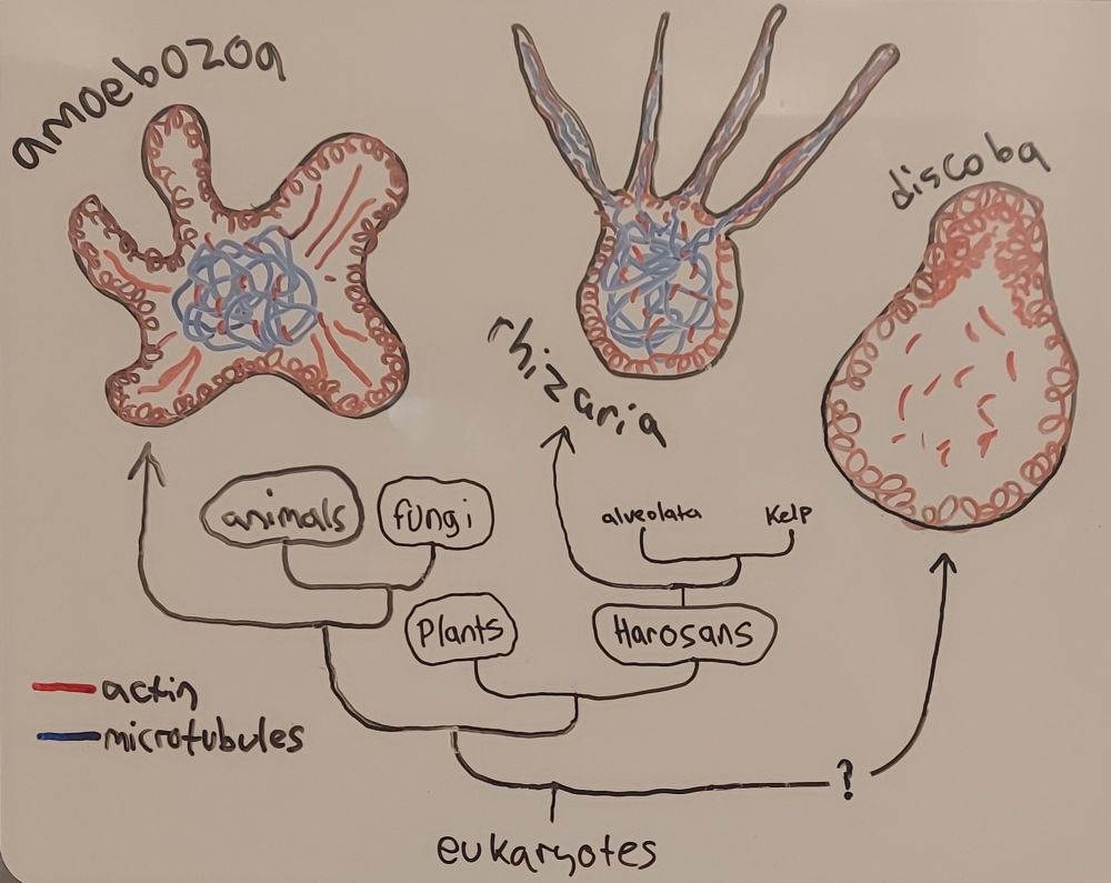 There are basically 3 types of amoeba: those more closely related to plants usually have microtubules in their pseudpods, those more closely related to animals only have microtubules in their center, and Discoban amoebas have no microtubules at all unless they grow a flagella. Discobans branched off early and may be closer to plants or basal to all eukaryotes.