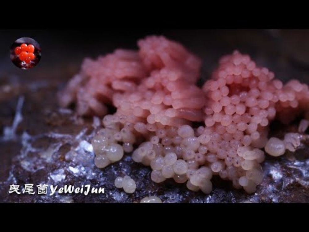 Slime Mold Time Lapse. Stemonitis Species 如果你見到一坨富得流油的髮網菌，會不會想吃了它 |【曳尾菌YeWeiJun】