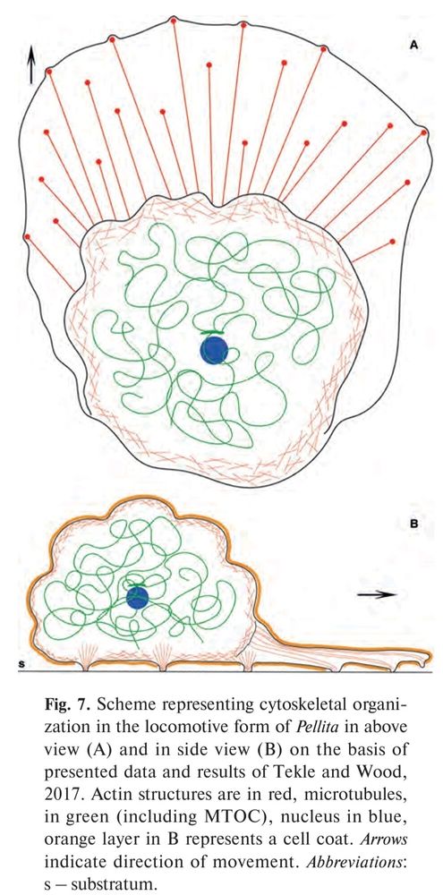 Microtubules are concentrated in the center. Actin is present on the edges and is actively moving the amoeba