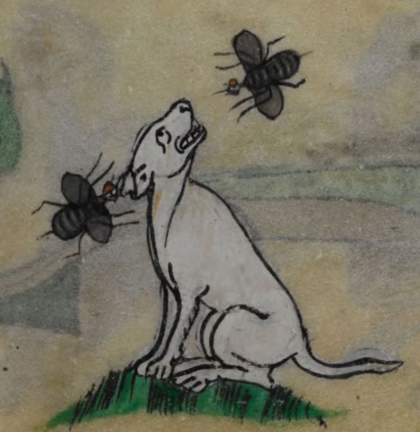 A drawing from the Aberdeen bestiary of a dog and two bees