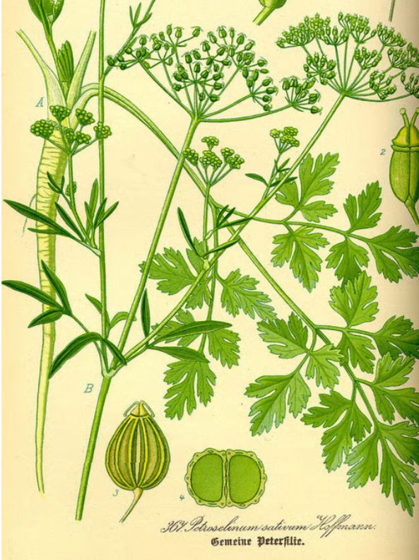 Botanic drawing of Parsley. Pellegrino Artusi, La scienza in cucina e l’arte di mangiar bene, recipe no. 119:
