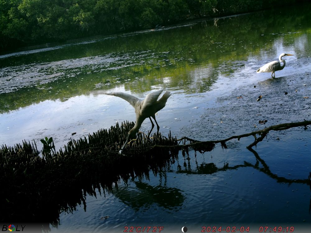 Photo of a royal spoonbill and a great egret in the morning light of a mangrove wetland. 