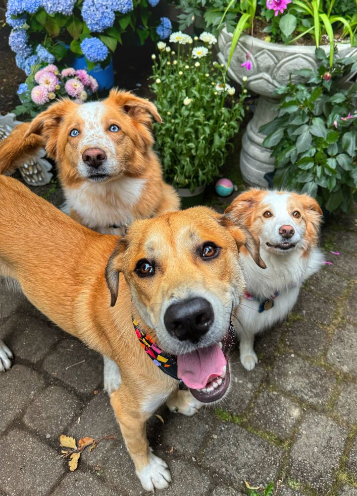 Kell Darby and Indy, my tan and white dogs. Kell is big and grinning while his two smaller sisters make awkward faces 