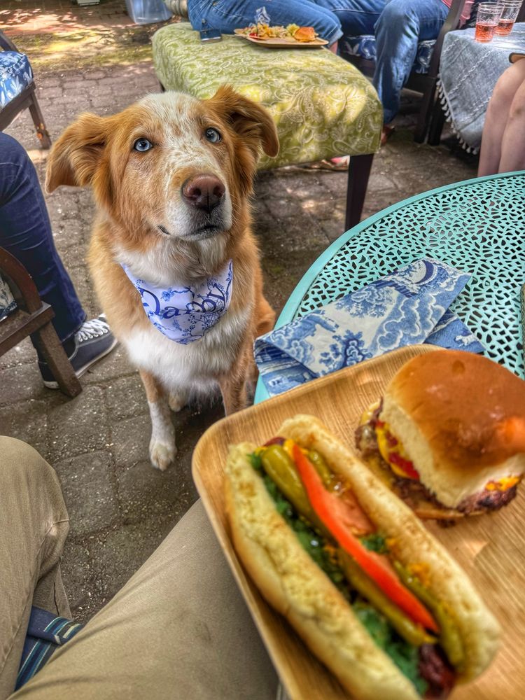Darby the GSD husky gives me a Mona Lisa smile with a hope to eat my hot dog and small cheeseburger