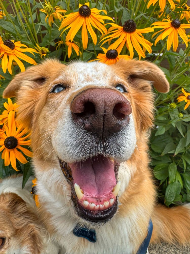 Darby is tucked into blacked eyed Susan’s and grinning 