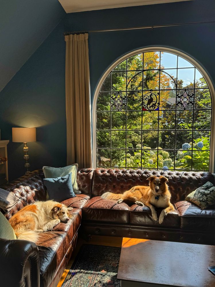 Two tan and white dogs lie in sunbeams on a brown leather chesterfield. They are sunbathing under a large arched stain glass window with flowers outside 