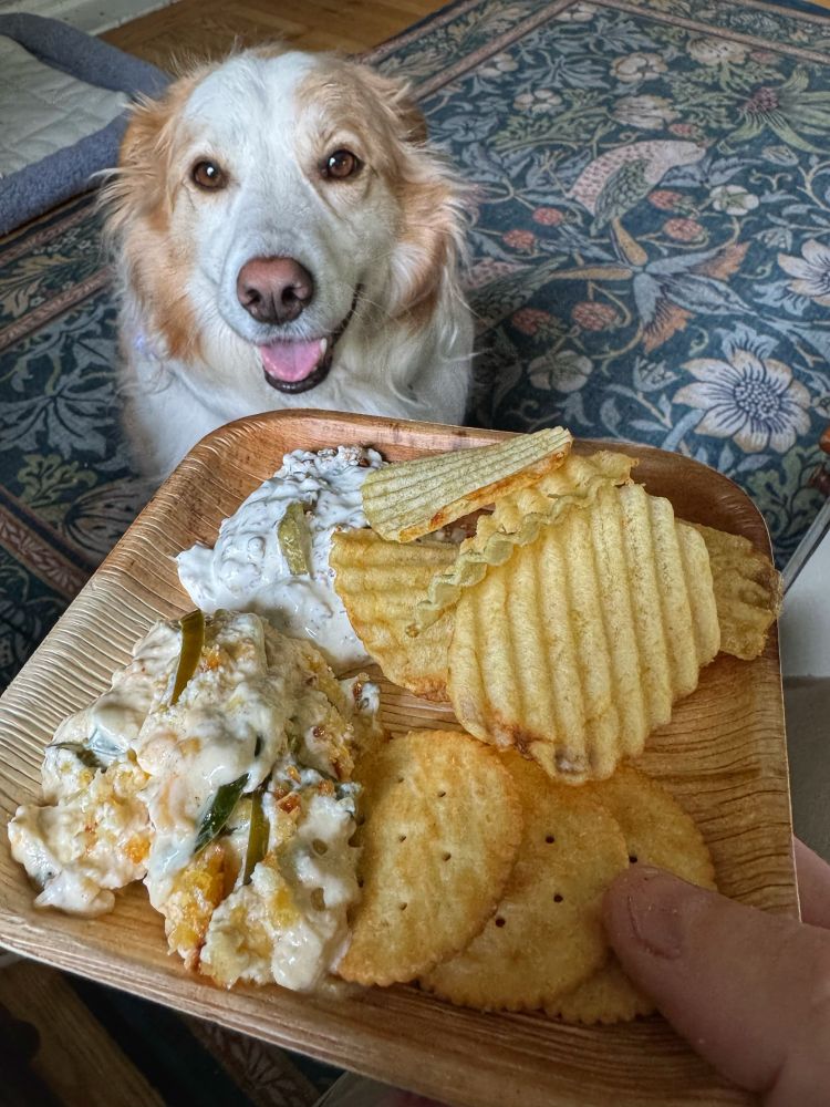 Indy the border collie grins at me in the hope of eating my dill pickle dip and jalapeño cheese dip 