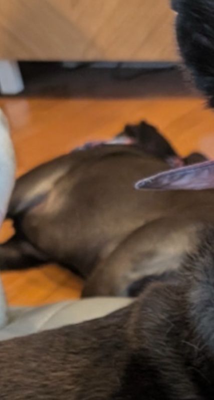 A sleeping black dog