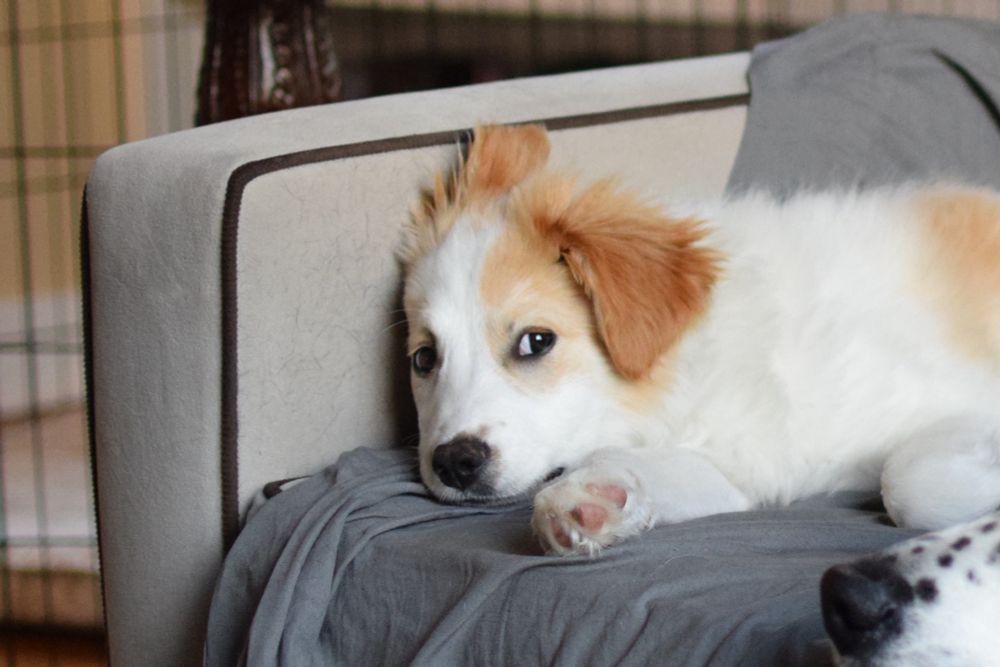 A wee border collie puppy with two golden brown ears and a white fuzzy body lies on a gray couch, giving sideeye 