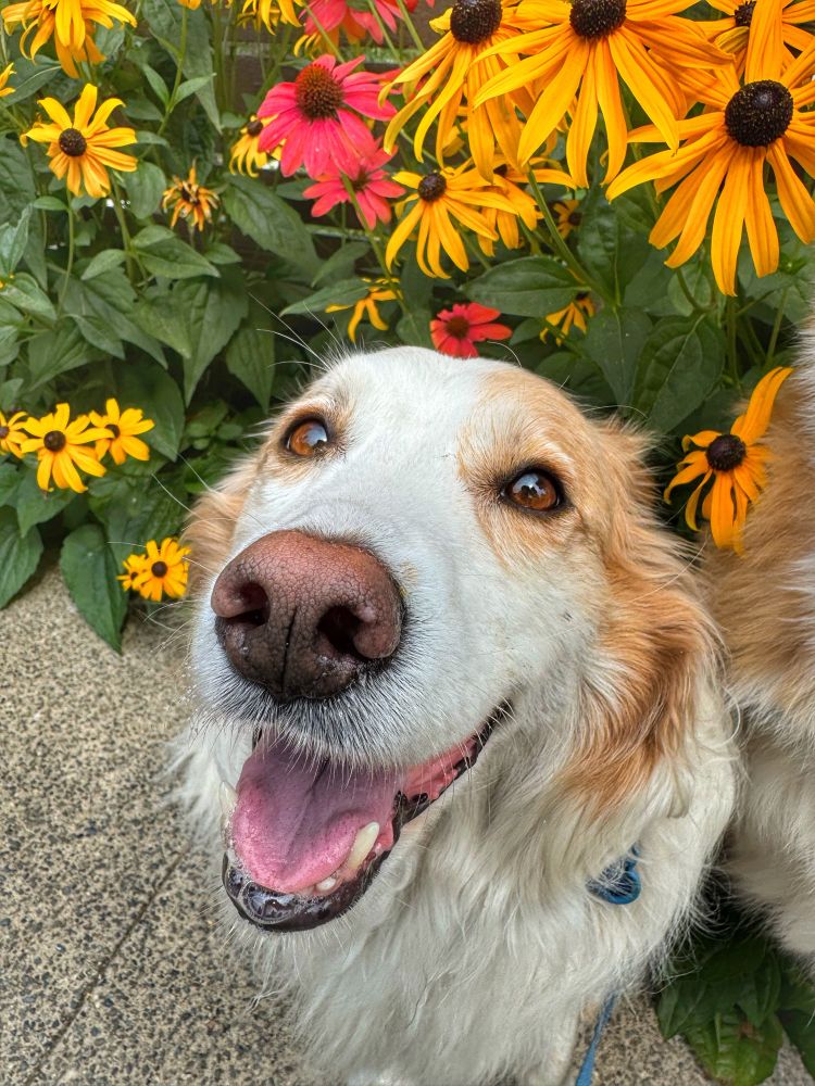 Indy is also tucked into blacked eyed and grinning 