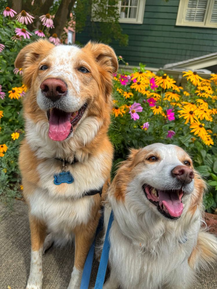 Two grinning tan and white dogs sit in front of classic yellow black eyed Susan’s and the pink version of them 
