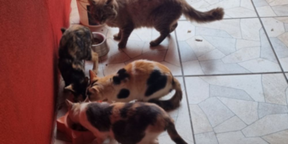 Ração para os gatinhos da minha rua