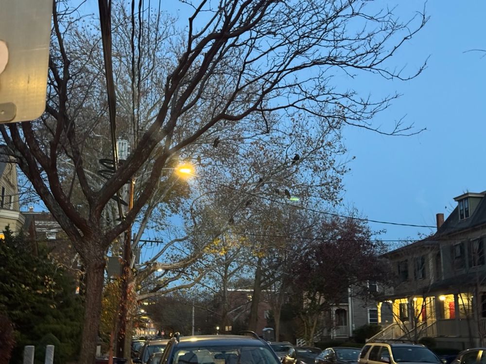 Photograph of twenty turkeys in a tree, just a half dozen or so visible in the photograph. Evening.