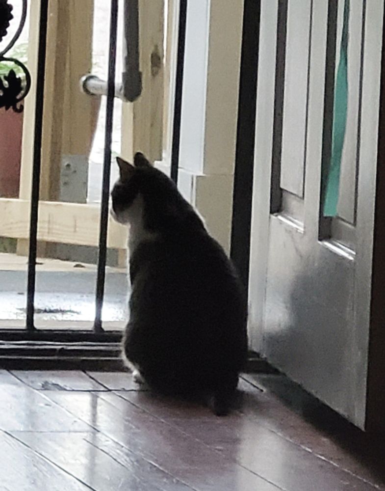 A cat sitting in front of a screened wrought iron door