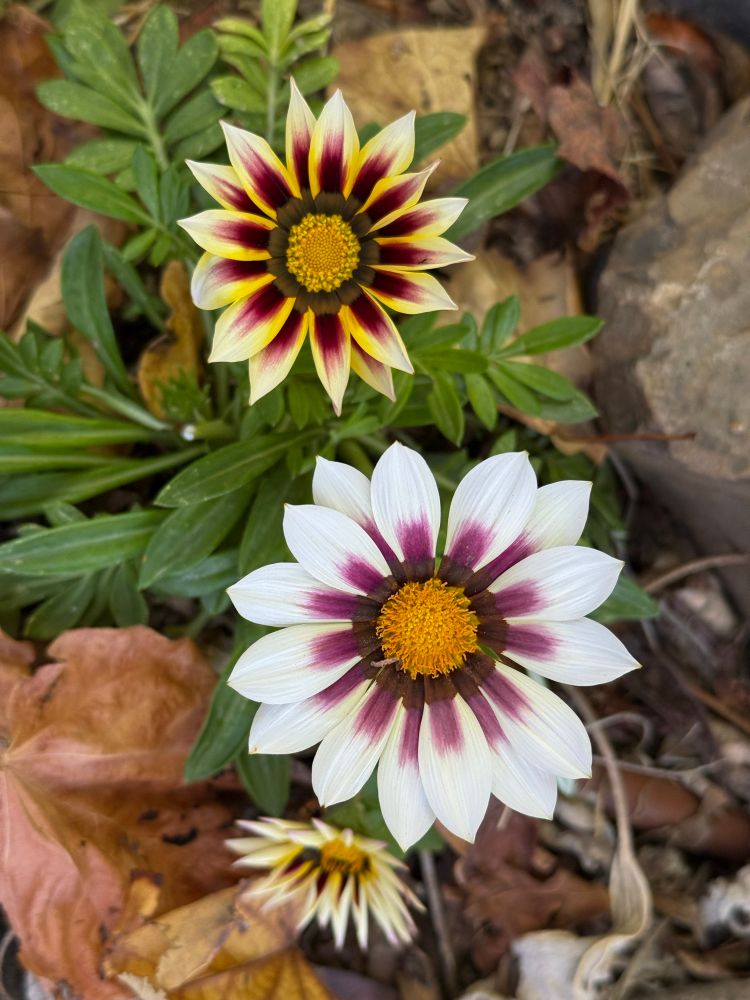 Yellow and white gazania flowers in Albuquerque garden 