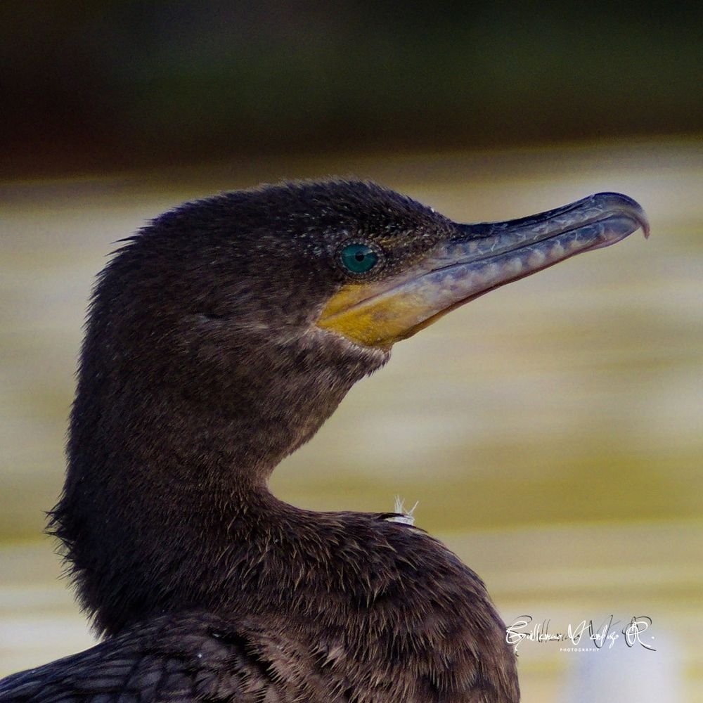 Los cormoranes (Phalacrocoracidae) son una familia de aves acuáticas. Se alimentan de peces que capturan bajo el agua. A diferencia de las plumas de la mayoría de las aves acuáticas, las plumas de los cormoranes no son completamente impermeables, lo que les permite hundirse y sumergirse con facilidad. Una vez en tierra, extienden sus alas para secarse.

Se ha descubierto que algunas especies de cormoranes pueden sumergirse hasta a 45 metros (150 pies) de profundidad.

Cormorants (Phalacrocoracidae) are a family of aquatic birds. They feed on fish that they catch underwater. Unlike the feathers of most waterbirds, cormorants' feathers are not completely waterproof, allowing them to sink and dive with ease. Once on land, they spread their wings to dry.

Some cormorant species have been found to dive as deep as 45 metres (150 ft).

https://es.wikipedia.org/wiki/Phalacrocoracidae

https://en.wikipedia.org/wiki/Cormorant