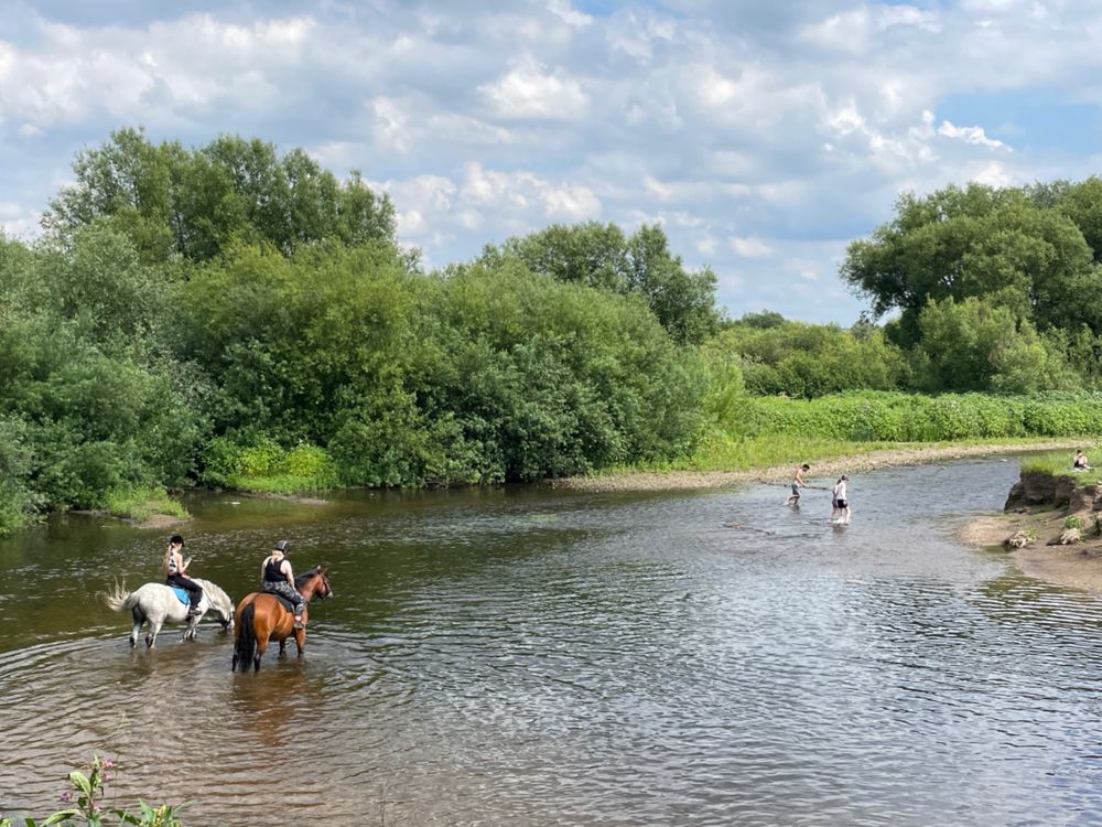 茶色と白色の2頭の馬が人を乗せて川を歩いている