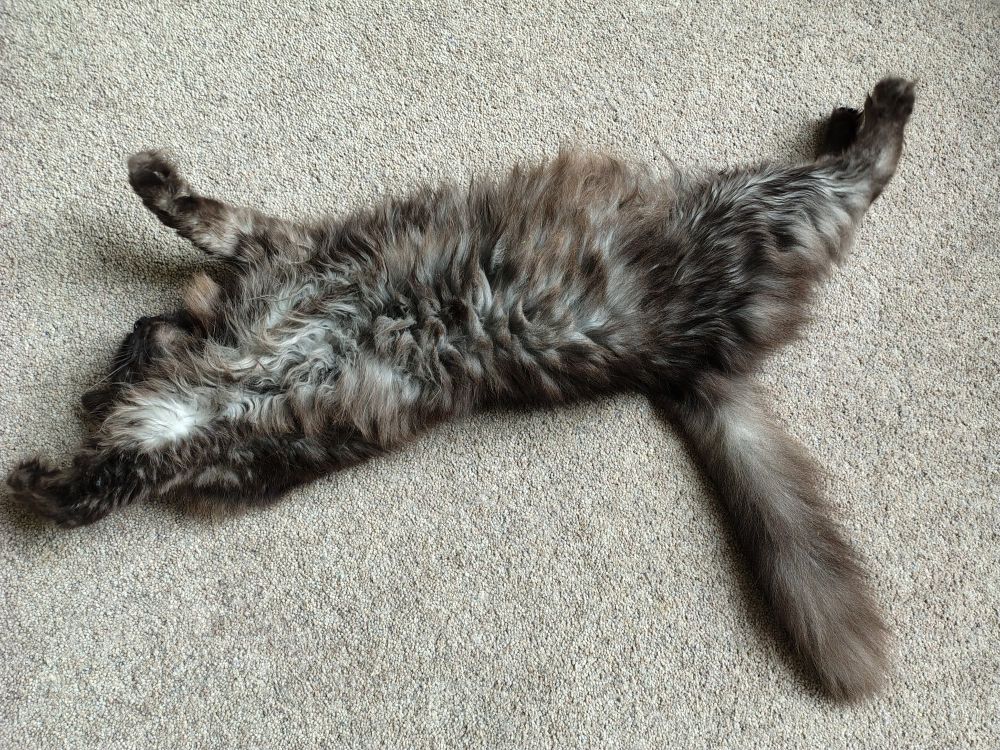 A long haired black cat sprawled out on a blue green carpet. 