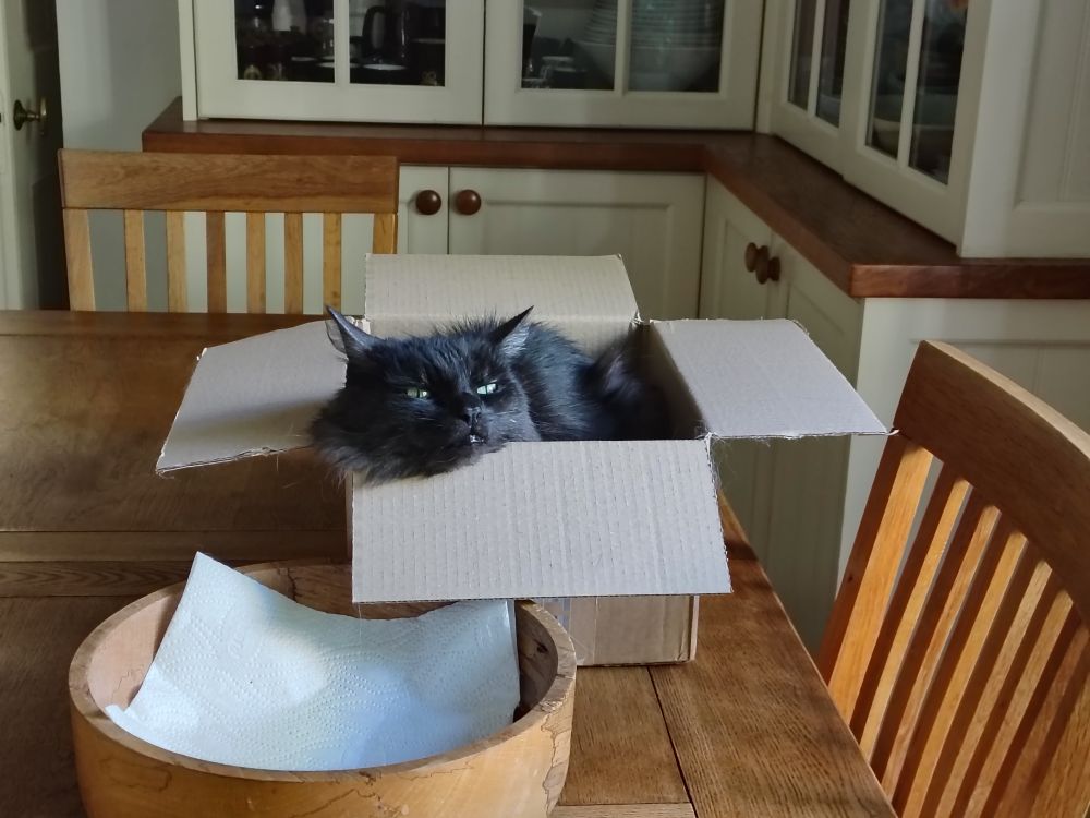 A long haired black cat lying in a cardboard box, his chin resting on one edge. 