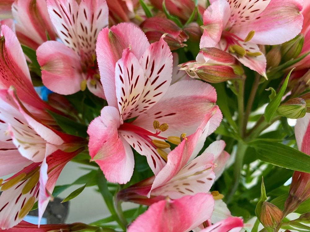 The dusky pink and white of an Alstroemeria flower with touches of green interwoven.