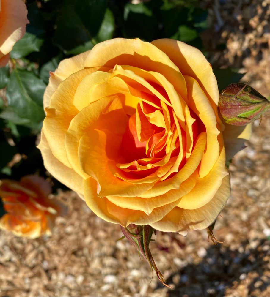 A yellow rose with a blurred brown and green background.