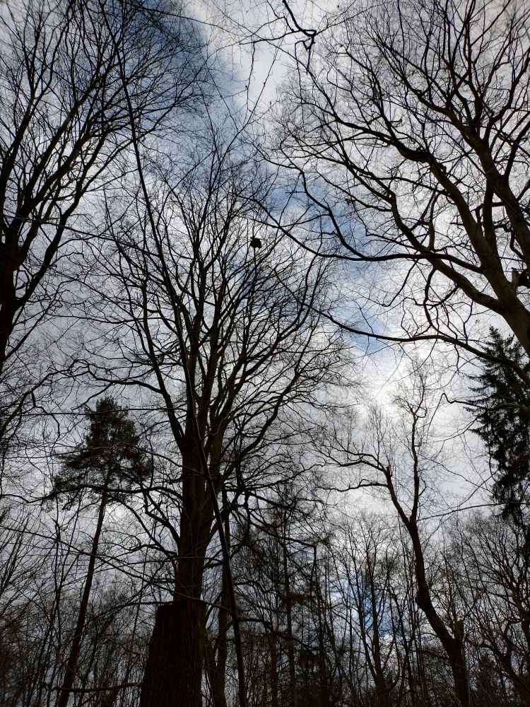 Dog poo bag high in tree