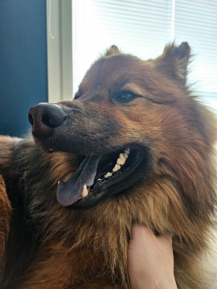 Mete getting scratches and looking happy with his tongue out