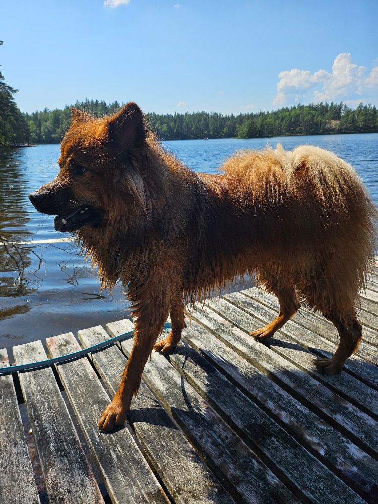 Picture of Mete who is partially very wet. His legs look like sticks without all the floof