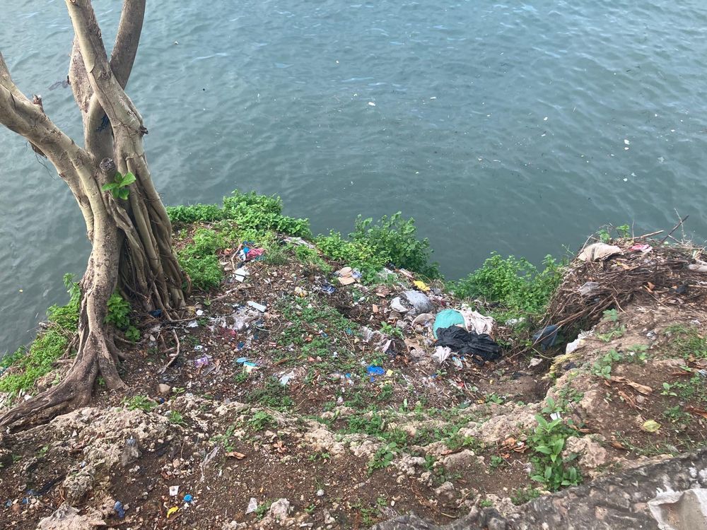 Plastics litter at the roots of a tree growing on a shoreline