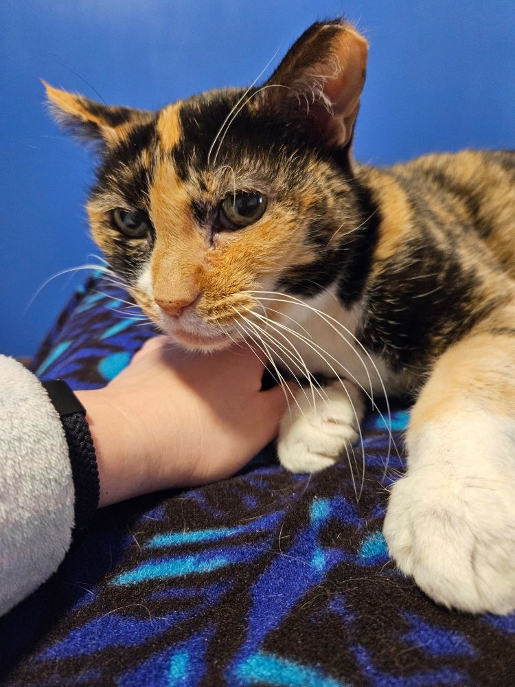 Hannah the tortico cat, looking at the camera and reaching one giant paw towards the viewer while Mama scritches Hannah's neck. 