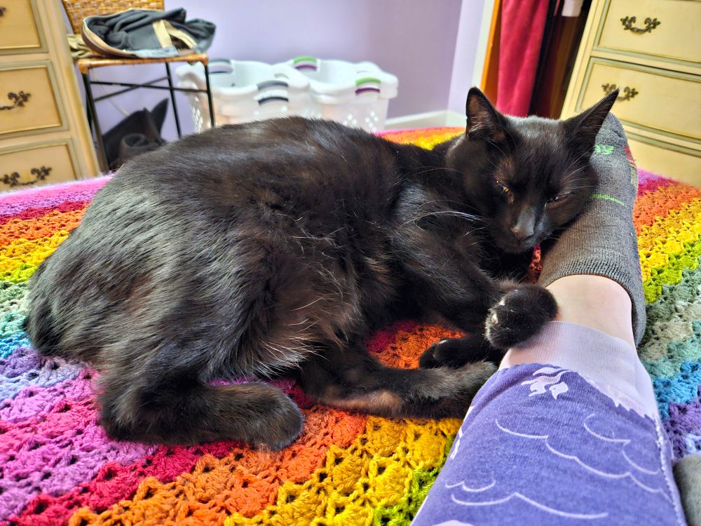 A black cat with mostly-closed green eyes and a barely-visible nubbin of a tail is curled up against Hannah's mama's leg. This is Mo. 