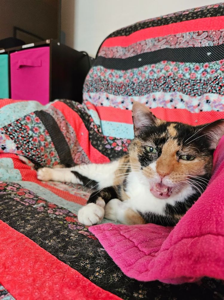 Hannah the tortico cat, caught mid-meow - she's saying "hey, jorts, take it from this former feral - indoors is where it's at"