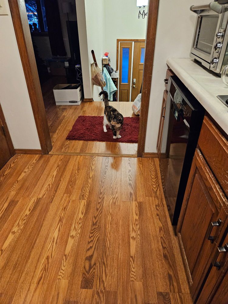 Hannah the tortico cat, far from her usual space in the TV room downstairs. She's standing at the top of the stairs, looking into the kitchen while mama is working on making breakfast. (Hannah doesn't go upstairs often!)