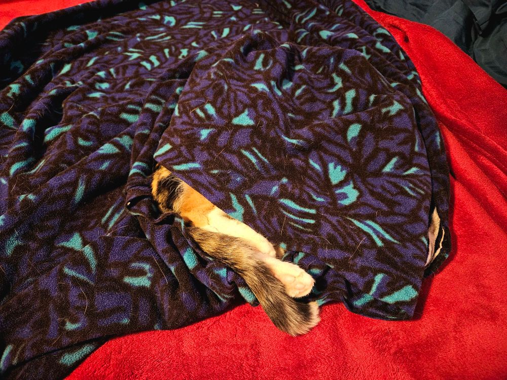 Hannah the tortico cat, burrowed under a blanket, with her back legs and tail peeking out and uncovered. 
