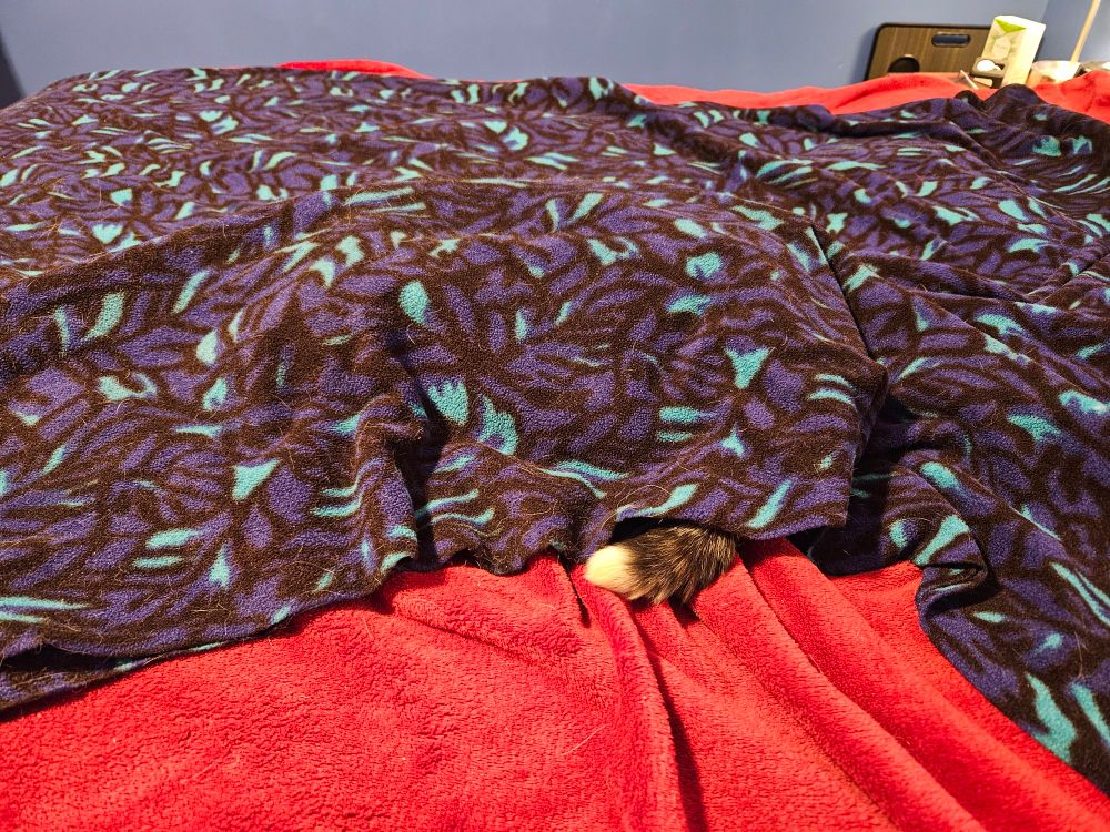 Hannah, burrowed under a fleece blanket in her mama's bed. All that's visible of Hannah is a tiny bit of tail peeking out from under the blanket. 