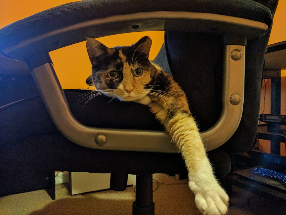 Hannah the tortico cat, laying in a desk chair with one front leg sticking out over the side of the chair. 