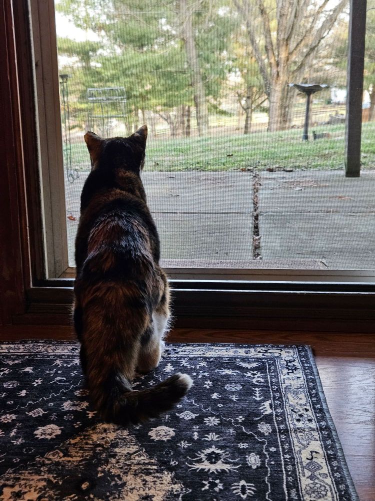 Hannah the tortico cat, looking out at the backyard through the screen door. 