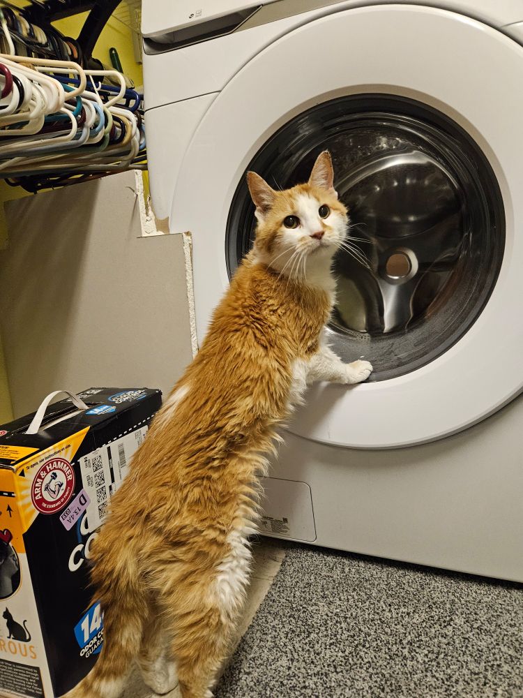 An old, skinny orange tabby cat with white paws and white markings on her face stands with her front paws on the edge of the washing machine door. This is Peggy, and Hannah and her mama used to live with Peggy and her humans. 