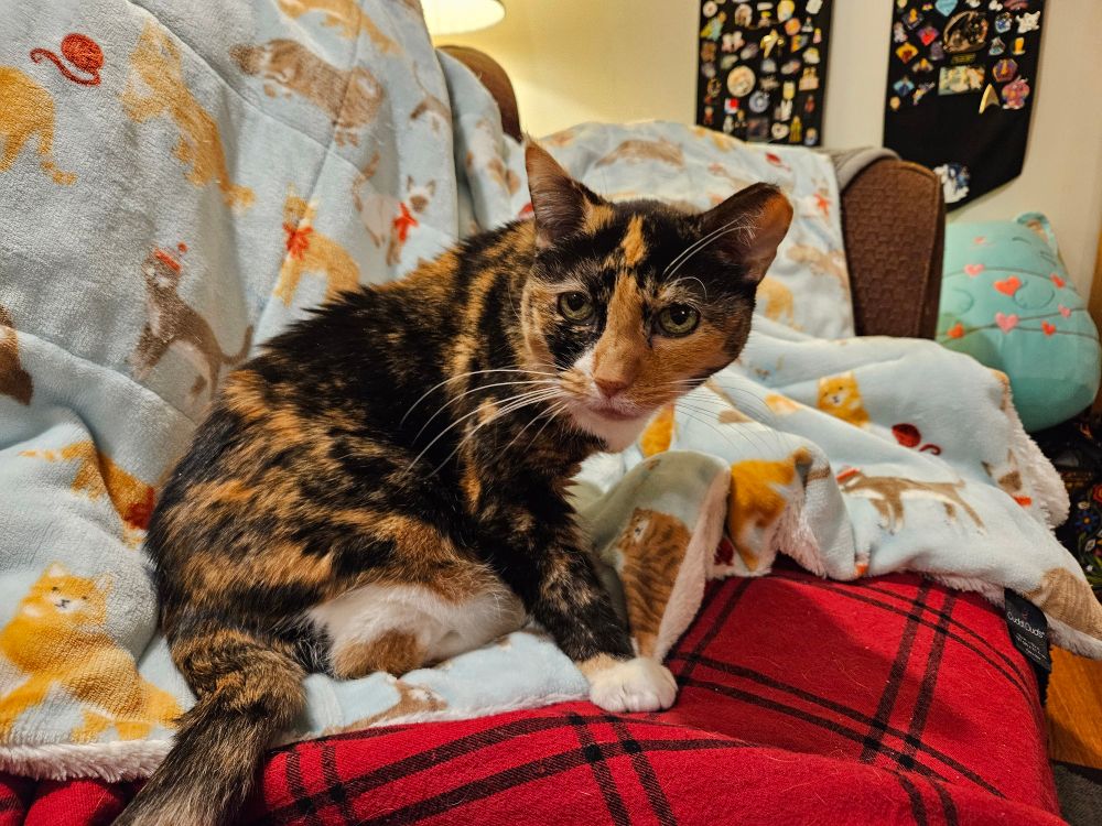 Hannah the tortico cat, sitting on top of her favorite blue blanket (the same one she was napping under earlier).