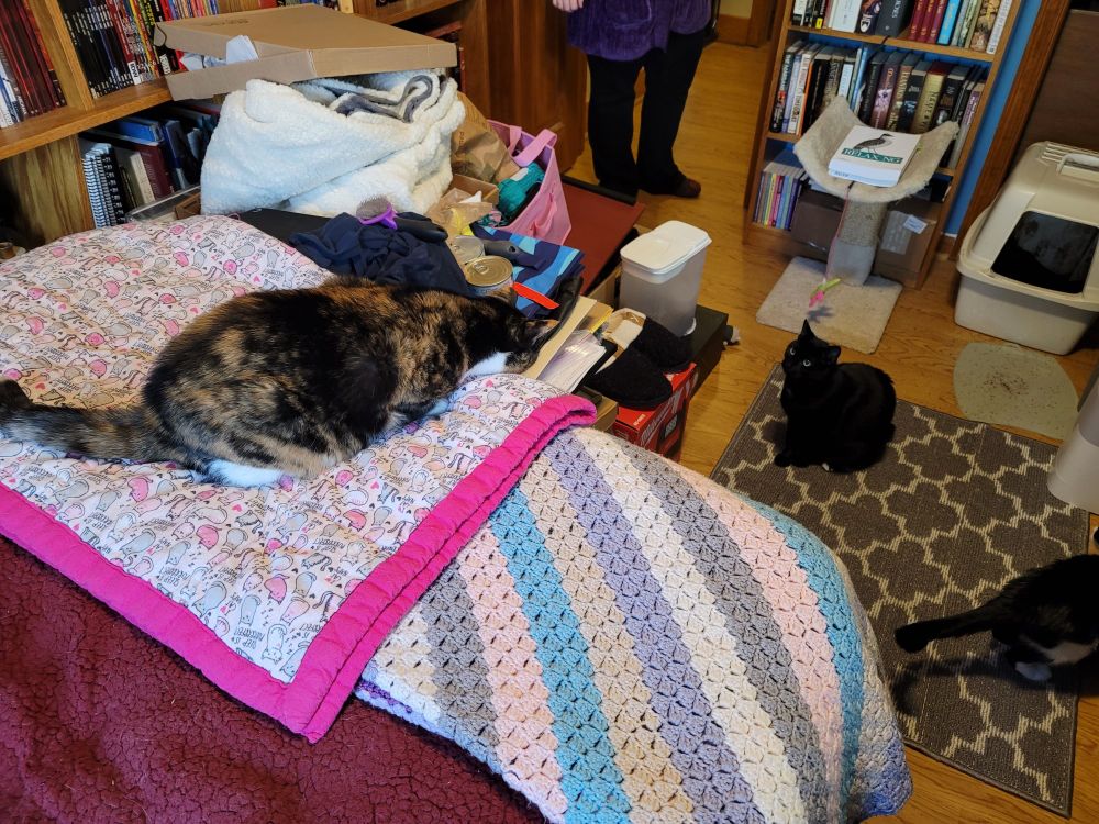 Hannah the tortico cat, laying on the edge of a bed in a very cluttered room, looking down at Mo, who's sitting on the floor and looking up at Hannah. Hannah is... not pleased with Mo, to put it mildly. 