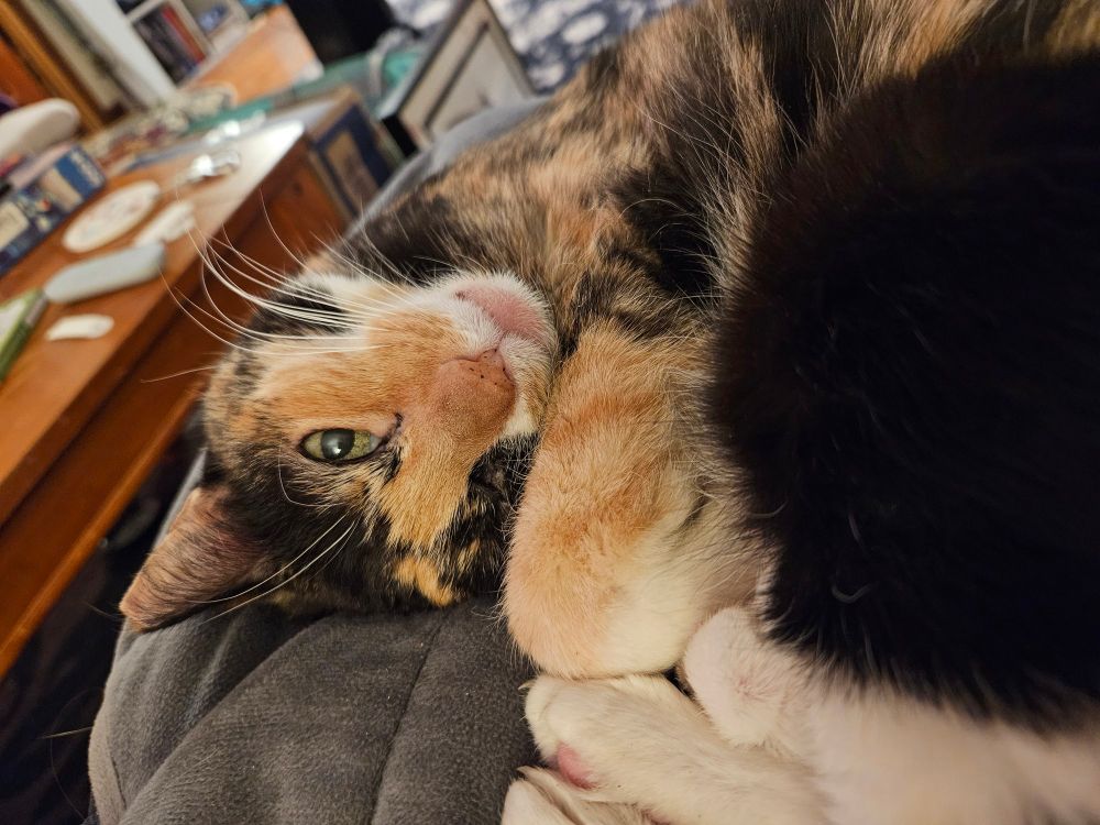 Hannah the tortico cat, curled up into a ball on her mama's lap with her head almost upside down.