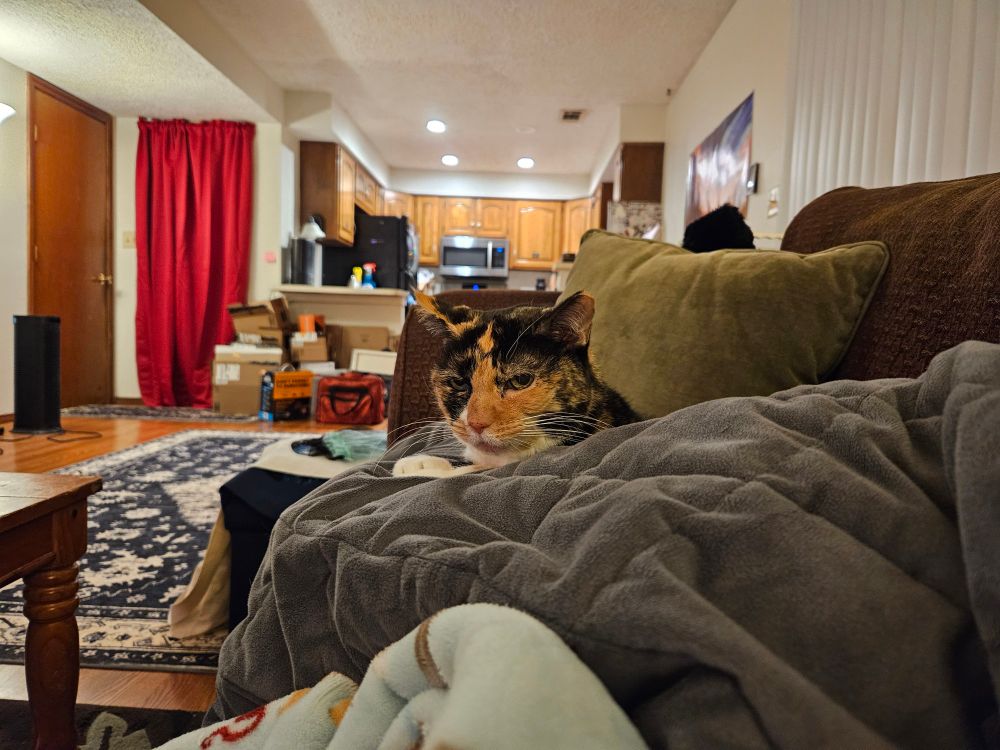 Hannah the tortico cat, peeking out from a pile of blankets on the couch. 