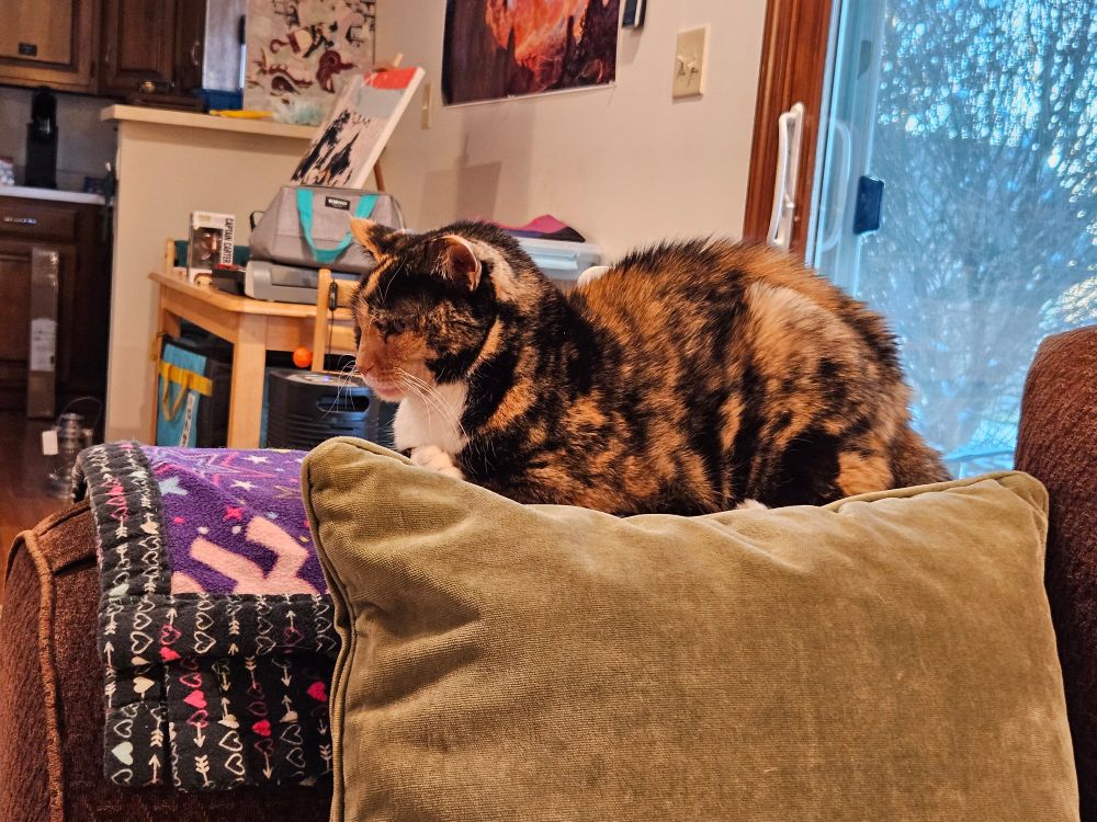 Hannah the tortico cat, laying down on the arm of the couch with her paws tucked up against her chest. 
